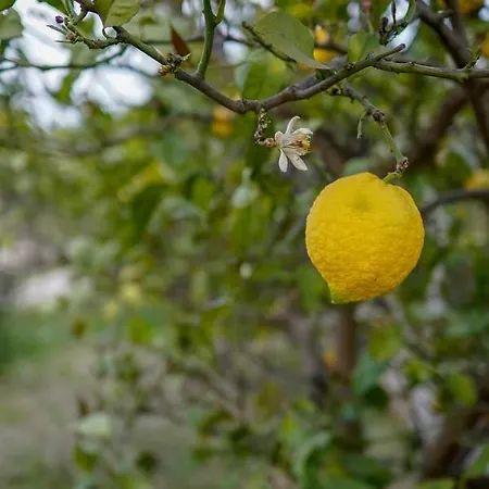 Grape Datca