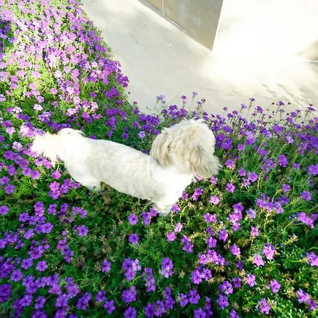 Отель Grape Datca *