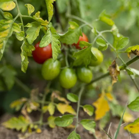 Отель Grape Datca *