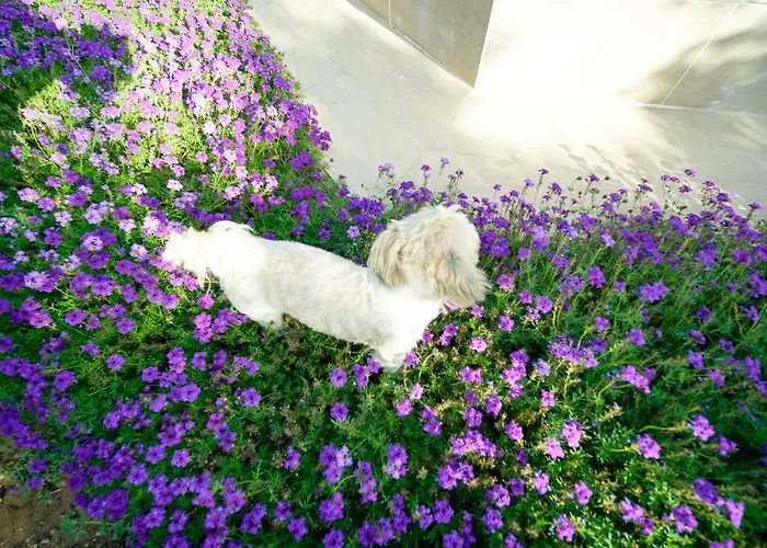 Szálloda Grape Datca *