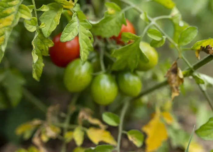 Szálloda Grape Datca *